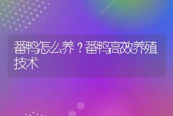 番鸭怎么养？番鸭高效养殖技术