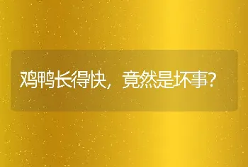 鸡鸭长得快，竟然是坏事？