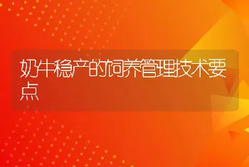 奶牛稳产的饲养管理技术要点