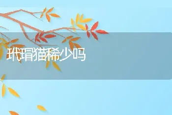 玳瑁猫稀少吗