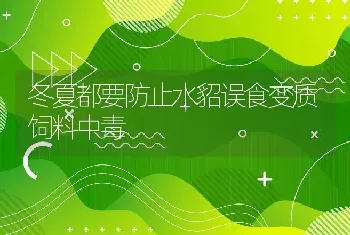 冬夏都要防止水貂误食变质饲料中毒