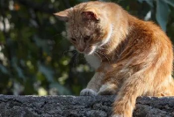 流浪猫鲍勃是什么品种