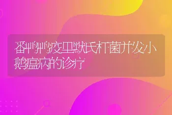 番鸭鸭疫里默氏杆菌并发小鹅瘟病的诊疗