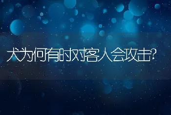 犬为何有时对客人会攻击?