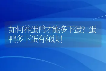 如何养蛋鸭才能多下蛋？蛋鸭多下蛋有秘诀！