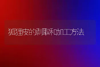 狐狸皮的剥取和加工方法