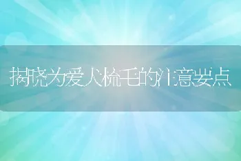 揭晓为爱犬梳毛的注意要点