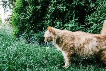 被家猫抓伤轻微出血需要打针吗