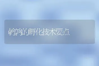 鹌鹑的孵化技术要点