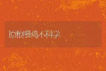 原粮喂鸡不科学