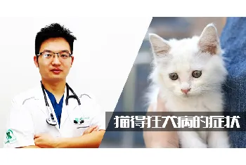 猫得狂犬病的症状