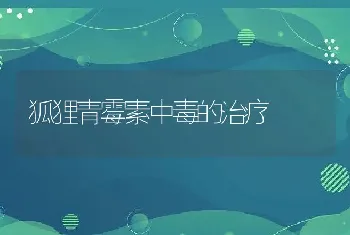 狐狸青霉素中毒的治疗