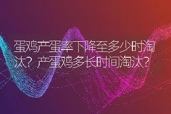 蛋鸡产蛋率下降至多少时淘汰？产蛋鸡多长时间淘汰？