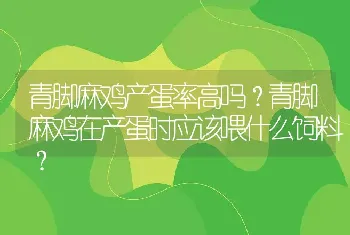 青脚麻鸡产蛋率高吗？青脚麻鸡在产蛋时应该喂什么饲料？