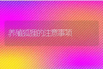 养殖狐狸的注意事项