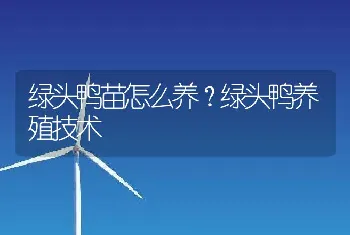 绿头鸭苗怎么养？绿头鸭养殖技术