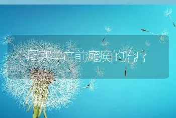 小尾寒羊产前瘫痪的治疗