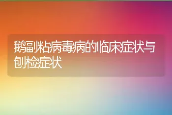 鹅副粘病毒病的临床症状与刨检症状