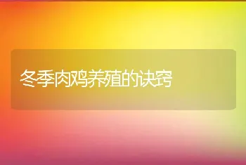 冬季肉鸡养殖的诀窍