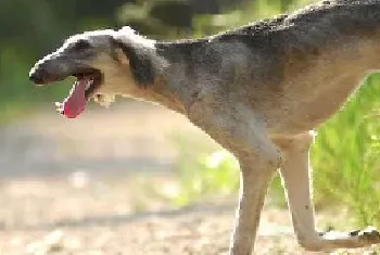 细犬有什么特点?细犬的饲养方法