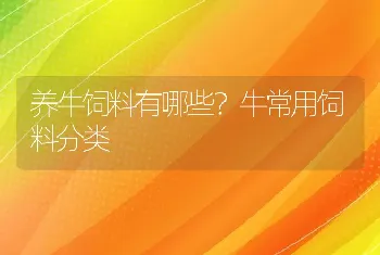 养牛饲料有哪些？牛常用饲料分类