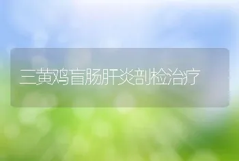 三黄鸡盲肠肝炎剖检治疗