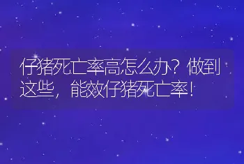 仔猪死亡率高怎么办？做到这些，能效仔猪死亡率！