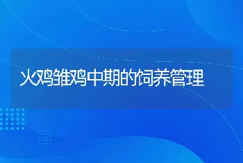 火鸡雏鸡中期的饲养管理