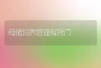 母猪饲养管理有窍门