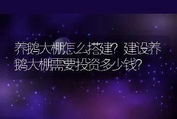 养鹅大棚怎么搭建？建设养鹅大棚需要投资多少钱？