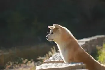 怎样选购好的秋田犬