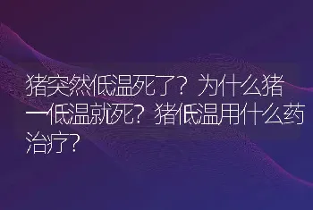 猪突然低温死了？为什么猪一低温就死？猪低温用什么药治疗？