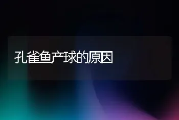 孔雀鱼产球的原因