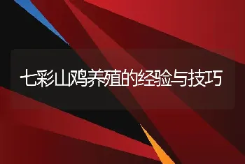 七彩山鸡养殖的经验与技巧