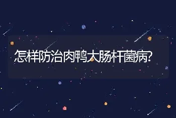 雏鸡运输应注意哪些要点