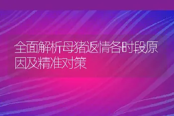 全面解析母猪返情各时段原因及精准对策