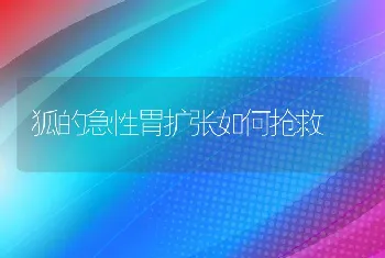 狐的急性胃扩张如何抢救