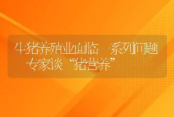 生猪养殖业面临一系列问题 专家谈“猪营养”