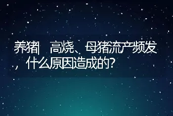 养猪|高烧、母猪流产频发，什么原因造成的？