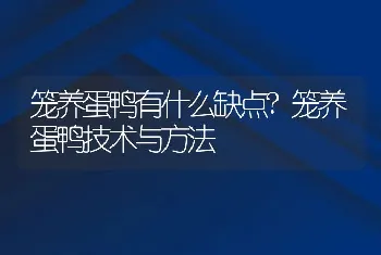 笼养蛋鸭有什么缺点?笼养蛋鸭技术与方法