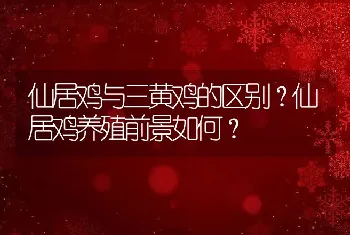 仙居鸡与三黄鸡的区别？仙居鸡养殖前景如何？