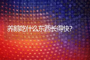 养鹅吃什么东西长得快？