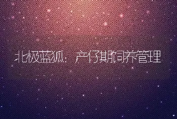 北极蓝狐：产仔期饲养管理