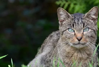 半夜2点猫叫必须注意