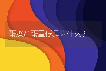 蛋鸡产蛋量低是为什么？