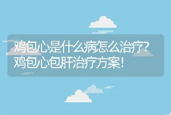 鸡包心是什么病怎么治疗？鸡包心包肝治疗方案！