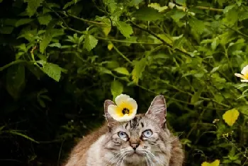 猫瘟最凶险是第几天