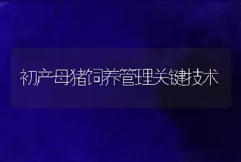 初产母猪饲养管理关键技术