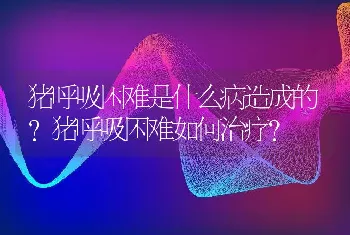 猪呼吸困难是什么病造成的？猪呼吸困难如何治疗？