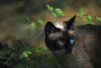 猫咪和老鼠能否共处一室